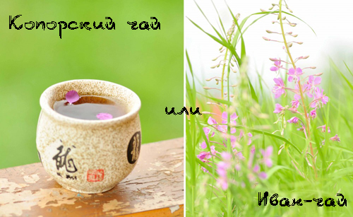 Копорский чай (Иван-чай) - полезные и лечебные свойства Копорский чай (Иван-чай) - полезные и лечебные свойства