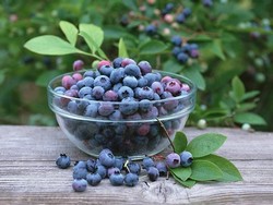 Черника в прозрачном лукошке Черника в прозрачном лукошке