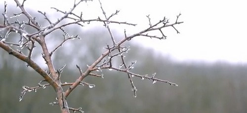 Дикая груша зимой - срезаем побеги для чая Дикая груша зимой - срезаем побеги для чая