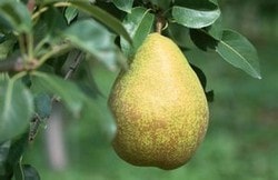 Плод груши и листья Плод груши и листья